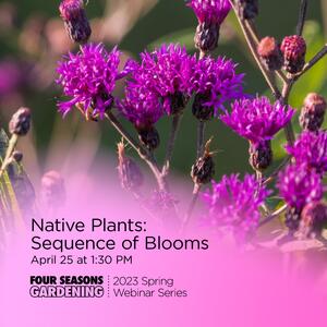 bright purple flowers of native ironwood