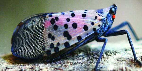 Spotted lanterfly