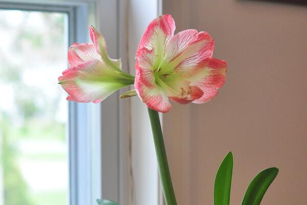 amaryllis