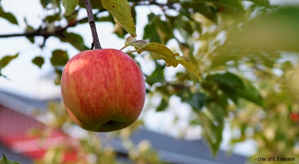 Apple hanging from an apple tree