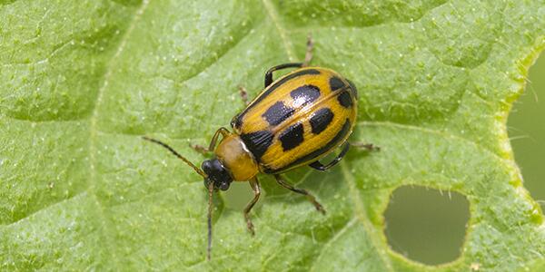 beetle on plant leaf