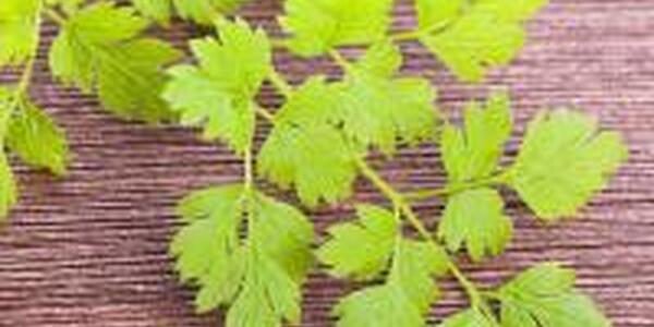 Chervil