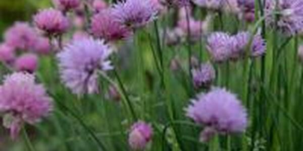 Chives herbs