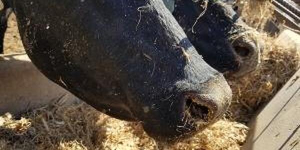 cows eating feed in trough