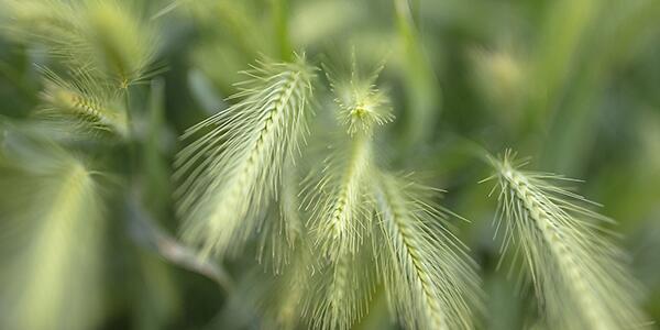 Cool-Season Grass