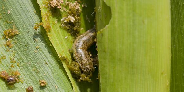 corn rootworms on corn