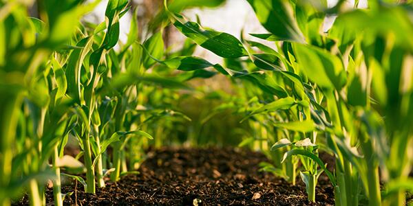 corn plant