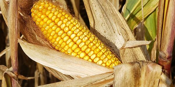 ear of corn and stalks