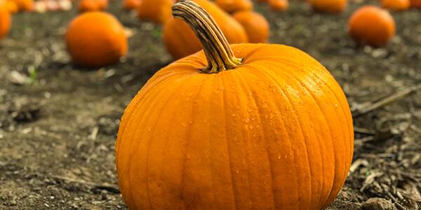 pumpkin field