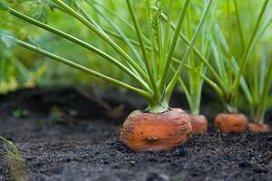 carrots in the ground