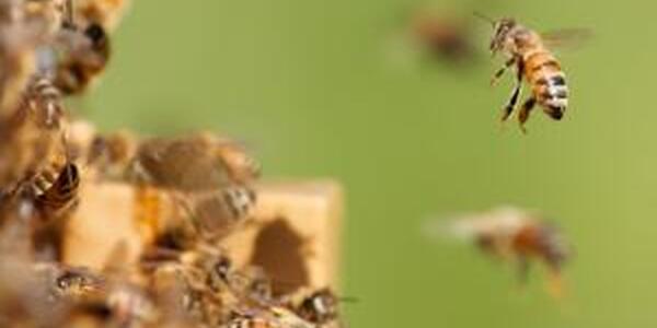 bee flying up to hive frame