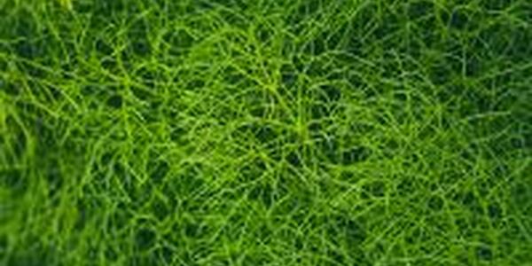 Fennel herb plant