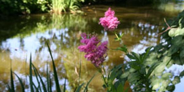 purple wildflower on creek bank