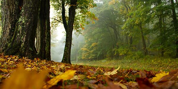 forest path