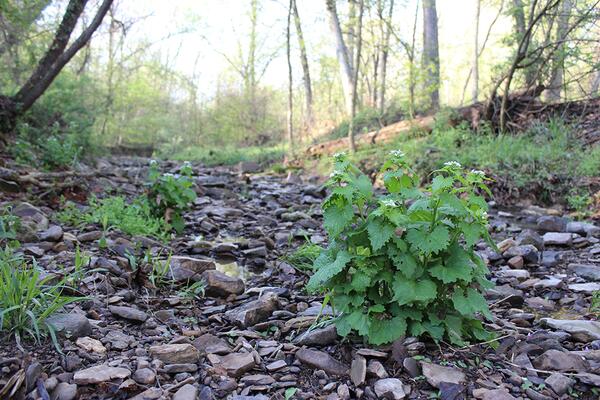 garlic mustard plant in creek bed