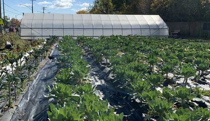 rows of vegetables with tarp over soil grow behind garden building