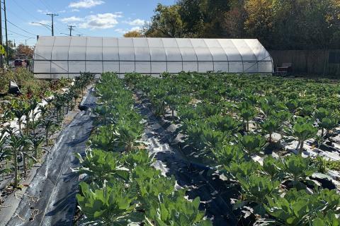 Gary Comer Youth Center Chicago Garden hoop house and row crops. 