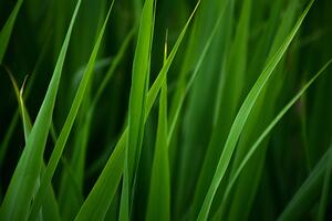 grass