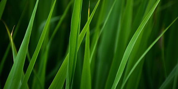 grass