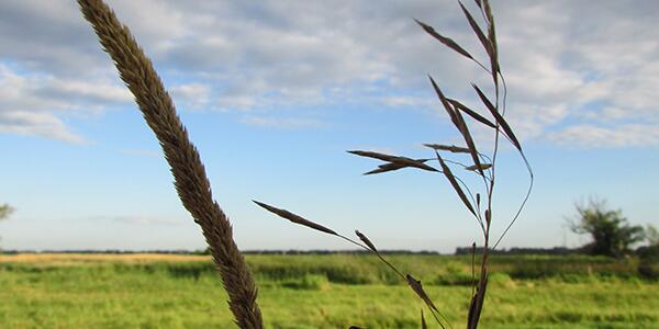 grass across the prairie