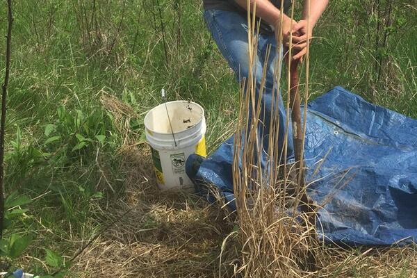 digging up invasive plants