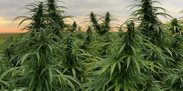 hemp growing in field