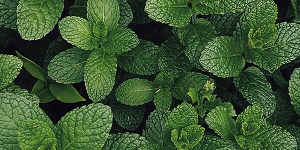 mint herb plants