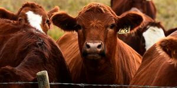 shorthorn cattle in pasture