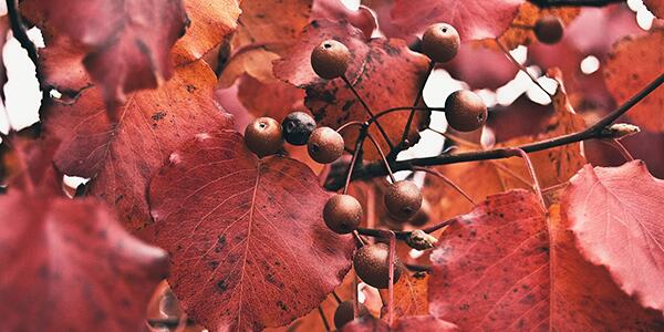 bradford pear in fall