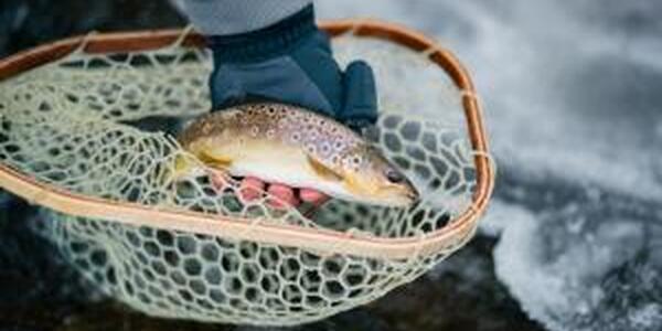 Brown trout in fishing net