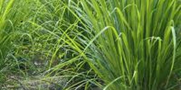 Lemon Grass herb plant