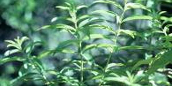 Lemon Verbena herb plant