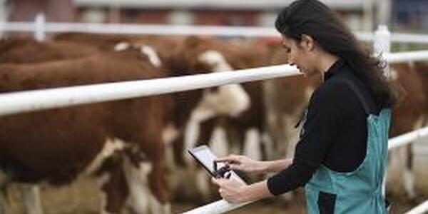 woman with tablet monitoring cattle in feed lot