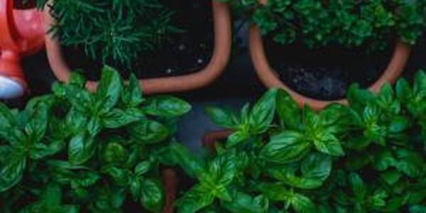 overhead view of basil, rosemary and other herbs growing in pots