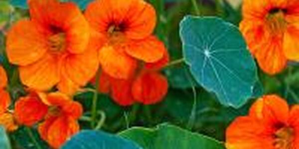 Nasturium herb plant