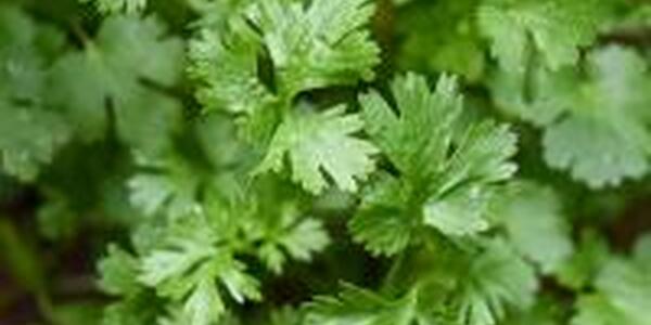 Parsley plant