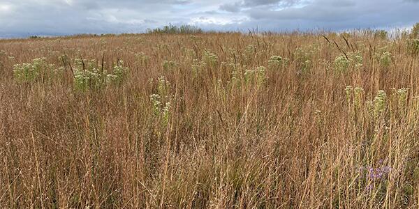 prairie grass in fall