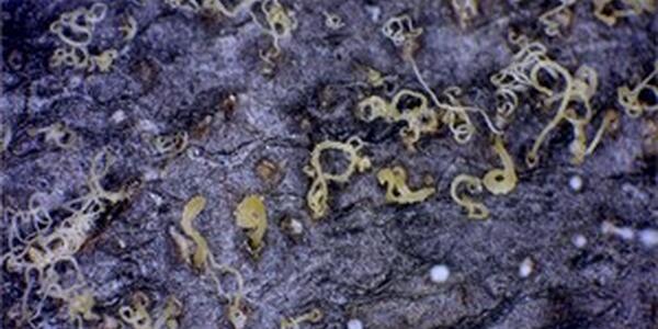 fungal spores oozing from pycnidia embedded in bark