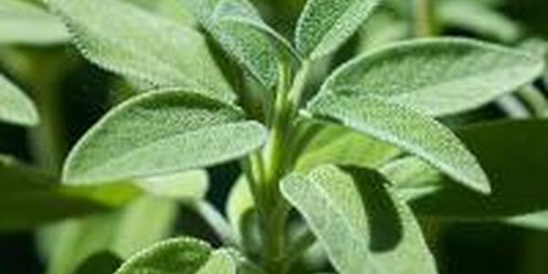 sage plant