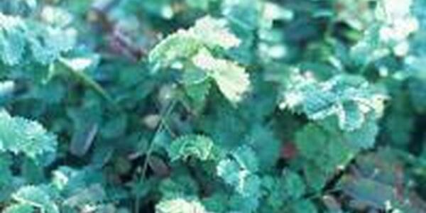 Salad Burnet herb plant