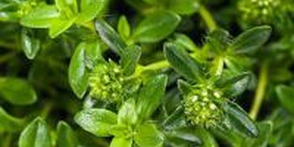 Summer Savory herb plant