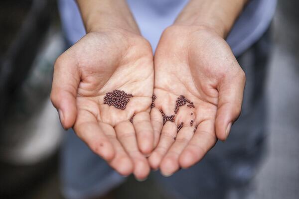 person holding seeds