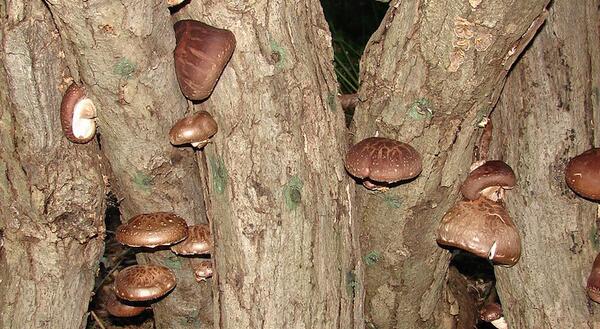 Shiitake mushrooms growing on inoculated logs