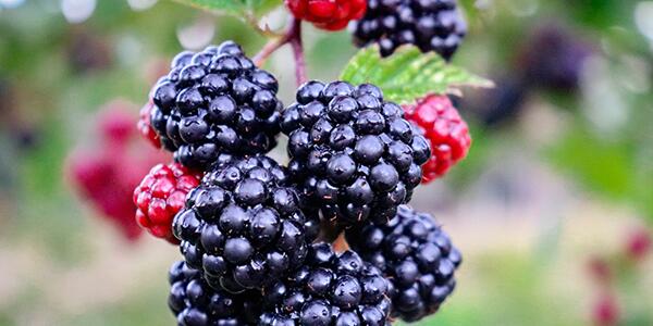 blackberries