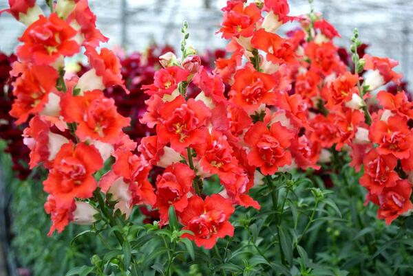 red orange snapdragon flowers