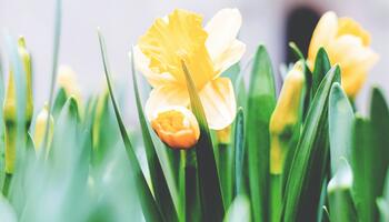 yellow daffodil flowers in bloom