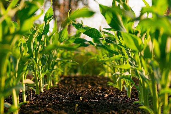 rows of young corn plants growing in sunny field