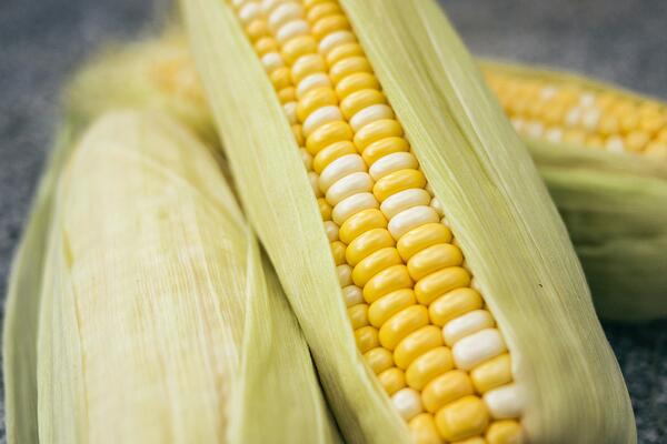 sweet corn