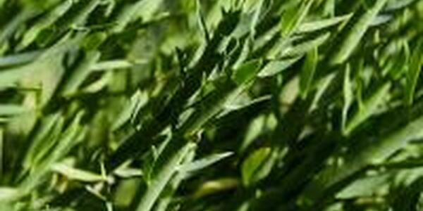 French Tarragon