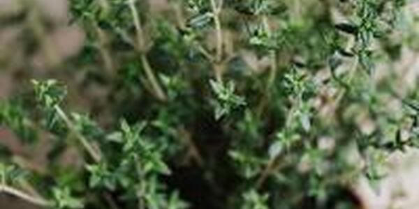 thyme herb plant